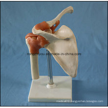 Human Medical Anatomical Left Shoulder Joint Model with Ligament